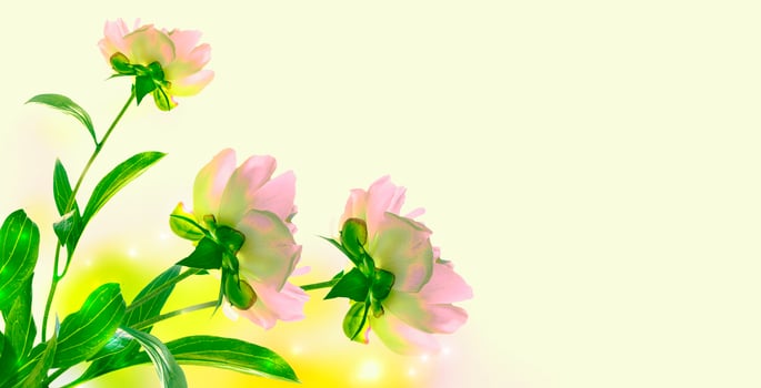 Colorful bright flower peony photo