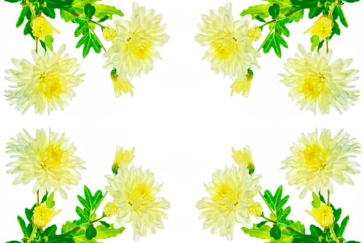 Colorful autumn flowers of chrysanthemum photo