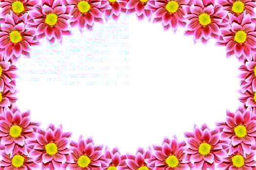 Colorful autumn flowers of chrysanthemum photo