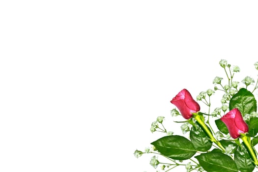 Flower bud roses on a white background photo
