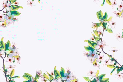 Flowering branch of cherry isolated on a white background. photo