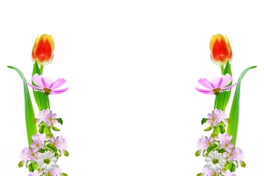tulip. Flowering branch of apple isolated on a white background. photo