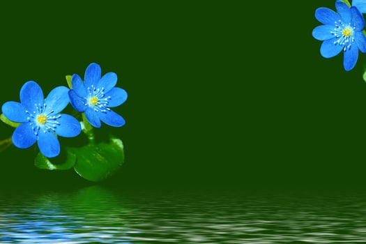 The first delicate spring flower snowdrop. photo