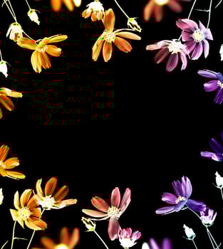 Bright colorful cosmos flowers isolated on black background. photo