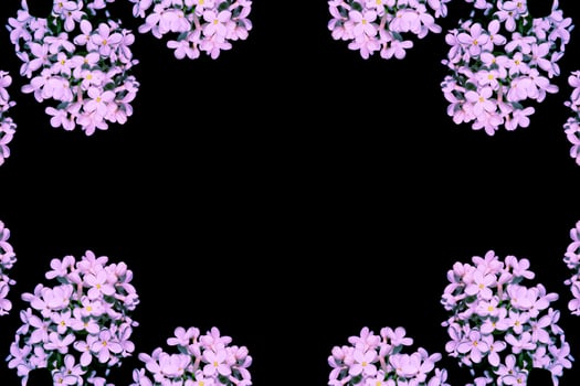 spring flowers lilac. nature. lilac flower photo