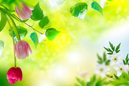 Bright colorful spring flowers snowdrops and tulips. Birch tree. photo