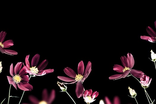 Bright colorful cosmos flowers isolated on black background. photo