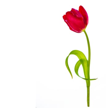 spring colorful flowers tulips. floral collection. photo