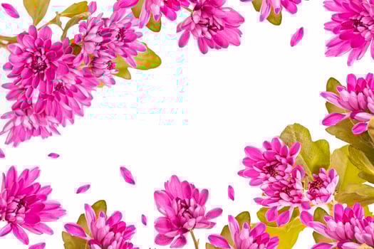 Colorful autumn flowers of chrysanthemum photo