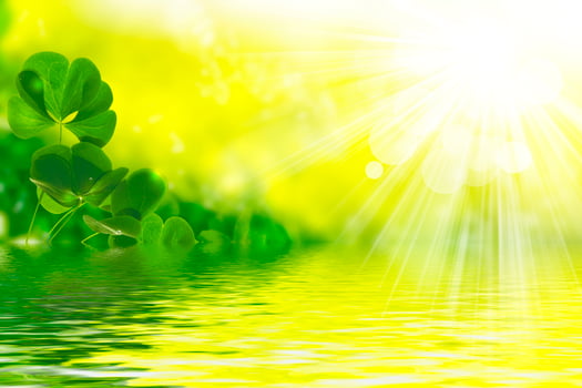 green clover leaves. natural background. photo