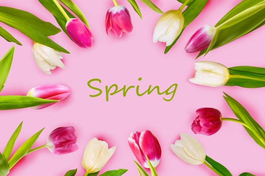 Top view tulips. Bright colorful spring flowers photo