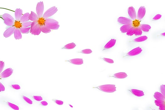 Bright colorful cosmos flowers . Petals. photo