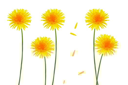 Fluffy dandelion flower isolated on white background. photo