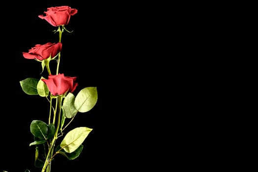 Five red roses on a black background. floral background photo