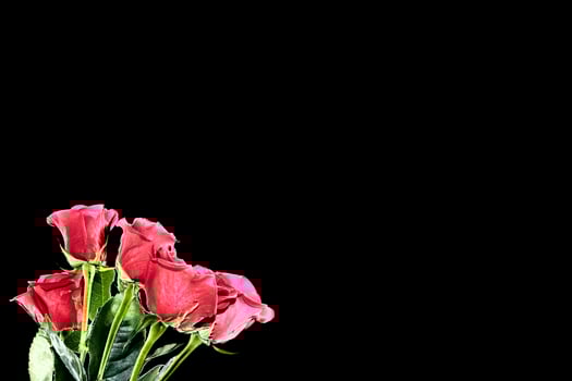 Five red roses on a black background. floral background photo