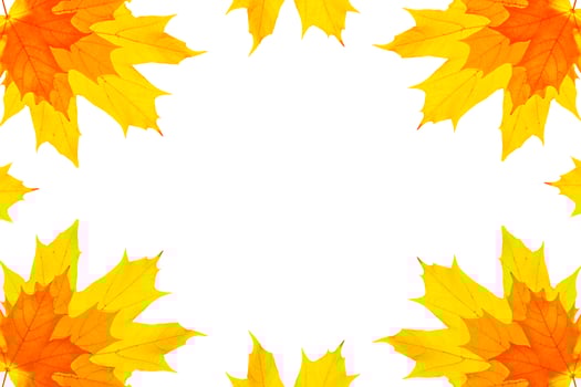 Bright colorful autumn leaves. nature photo
