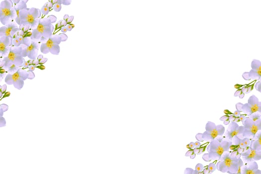 branch of jasmine flowers isolated on white background. photo