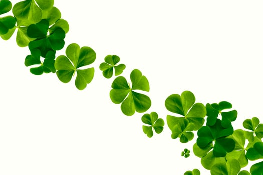 green clover leaves isolated on white background. St.Patrick 's Day photo