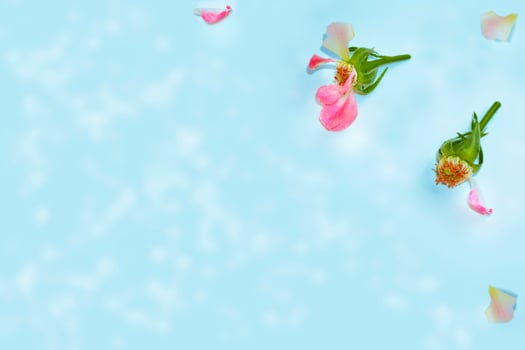 Bright colorful flower rose. floral background photo
