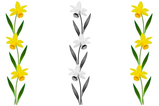 spring flowers narcissus isolated on white background photo