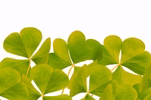 green clover leaves isolated on white background. St.Patrick 's Day photo