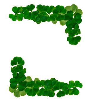 green clover leaves isolated on white background. St.Patrick 's Day photo