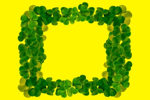 green clover leaves isolated on yellow  background. St.Patrick 's Day photo