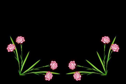 carnation purple flower isolated on black background. photo