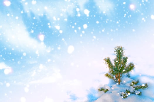 Frozen winter forest with snow covered trees. photo