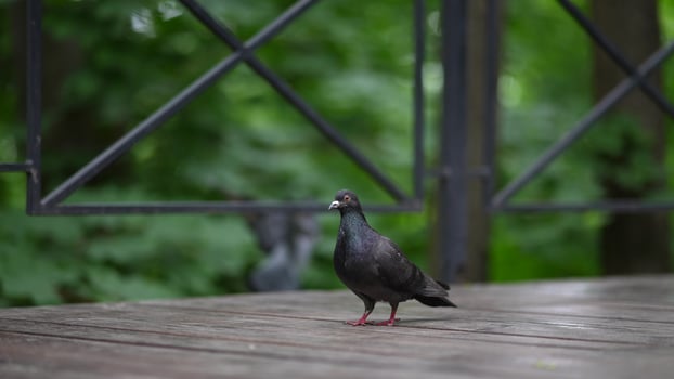 Dove in a public park of the city. Birds of the city. Close-up. photo