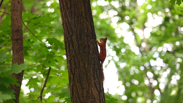 Red squirrel in the park. The squirrel climbs the tree. photo