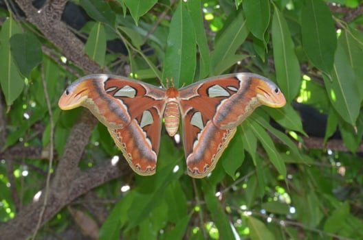 Great Close Up of a Beautiful Atlas Moth photo