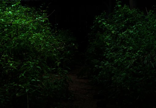 Tropical forest foliage plants bushes dark night photo