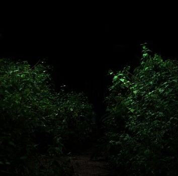 Tropical forest foliage plants bushes dark night photo