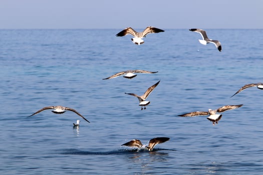 bird sitting on the shores of the mediterranean sea photo