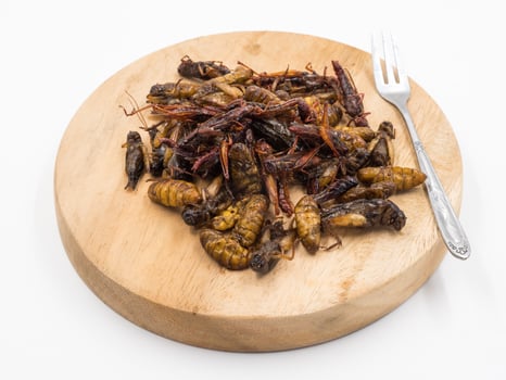 Fried insects. Protein rich food. photo