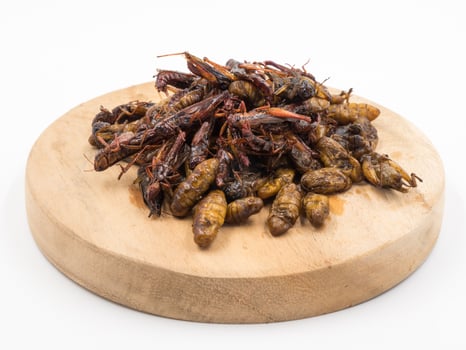 Fried insects. Protein rich food. photo