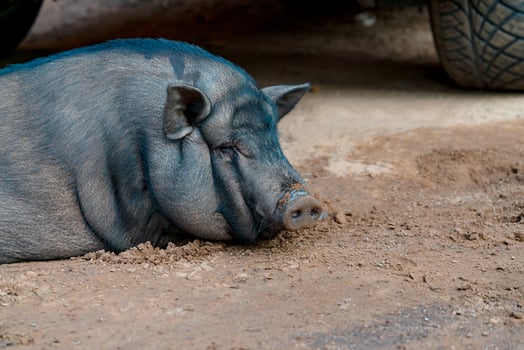 Black pig on the sand photo
