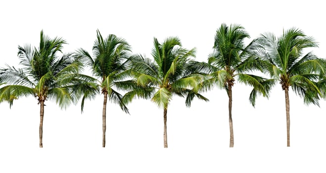 leaf coconut tree isolated on white background ,Green leaves pattern photo