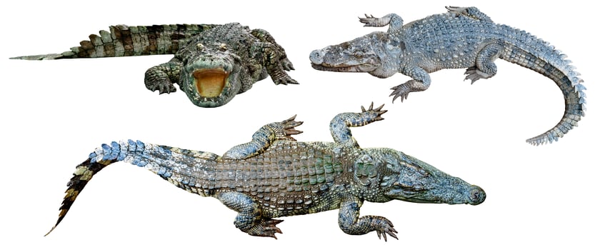 collection crocodile isolated on white background photo