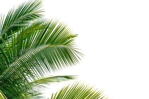 Green Leaves of palm ,coconut tree bending isolated on white background photo