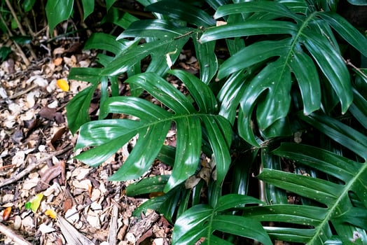 monstera leaf  in the forest for nature background ,Green leaves pattern photo