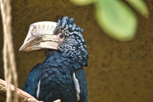 Silver-cheeked horn bill sitting on a branch. colorful plumage. australian bird. photo