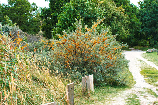 Sea buckthorn bush on the beach transition to the Baltic Sea. Vitamin C photo