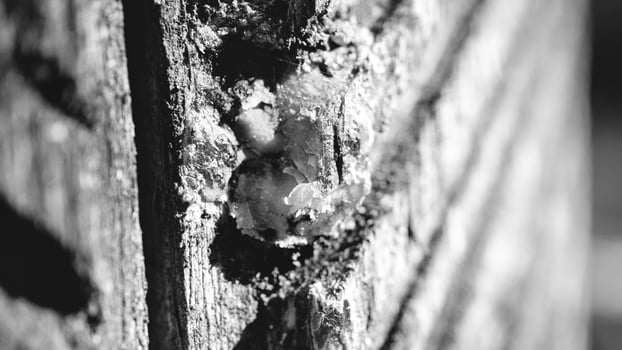 Tree resin harvested from a pine tree. Grooves were carved into the bark photo
