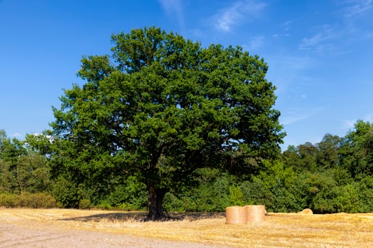 a tall green oak and an agricultural field photo