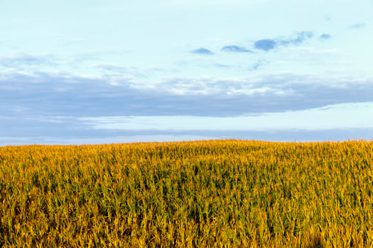 corn field and sky photo