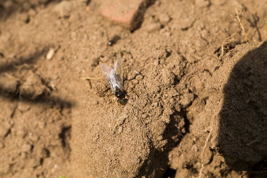 close up photo of sand and soil