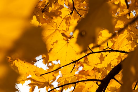 autumn tree with foliage changed color in the autumn season photo