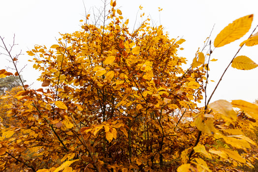 autumn tree with foliage changed color in the autumn season photo